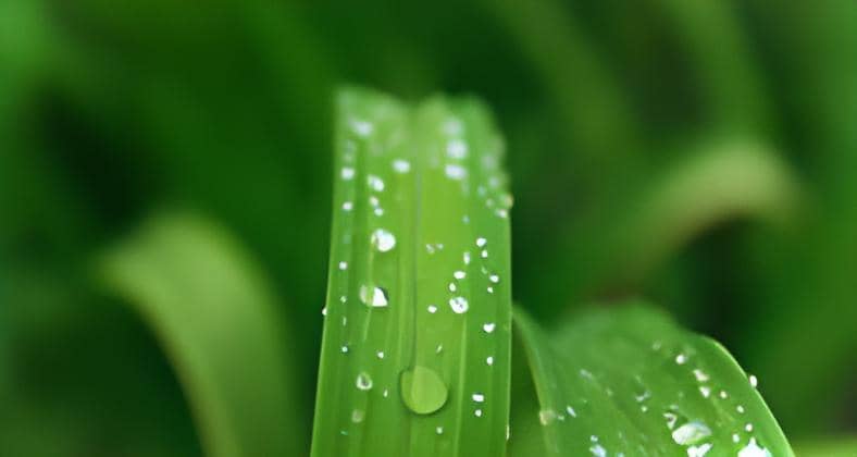 dewdrops on blades of grass